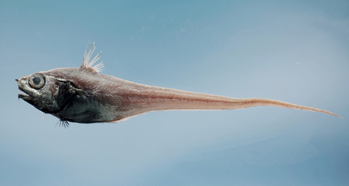 (Malacocephalus Günther, 1862) Род Малакоцефалусы, Малакоцефалы, Genus